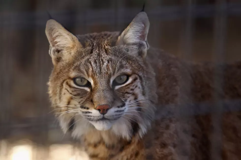 Orono Residents Urged To Keep Close Eye On Pets After Bobcat Sighting
