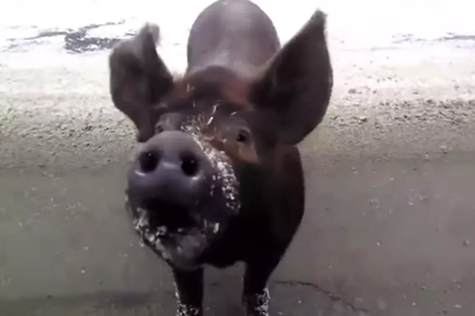 Pig In A Maine Road  [VIDEO]