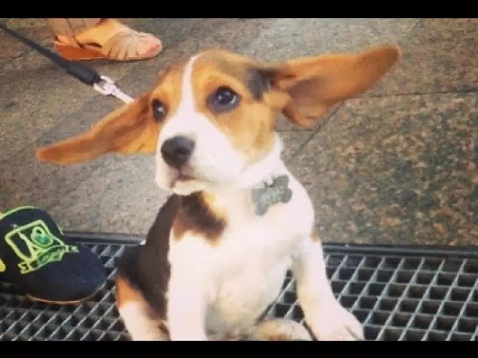 MJ The Beagle Believes He Can Fly [VIDEO]