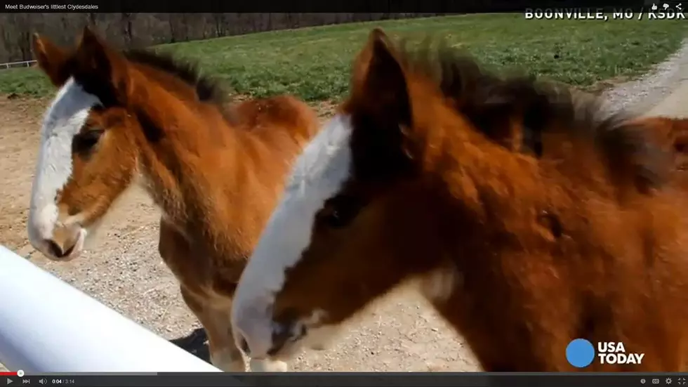 Raising Baby Clydesdales Must Be An Awesome Job [VIDEO]