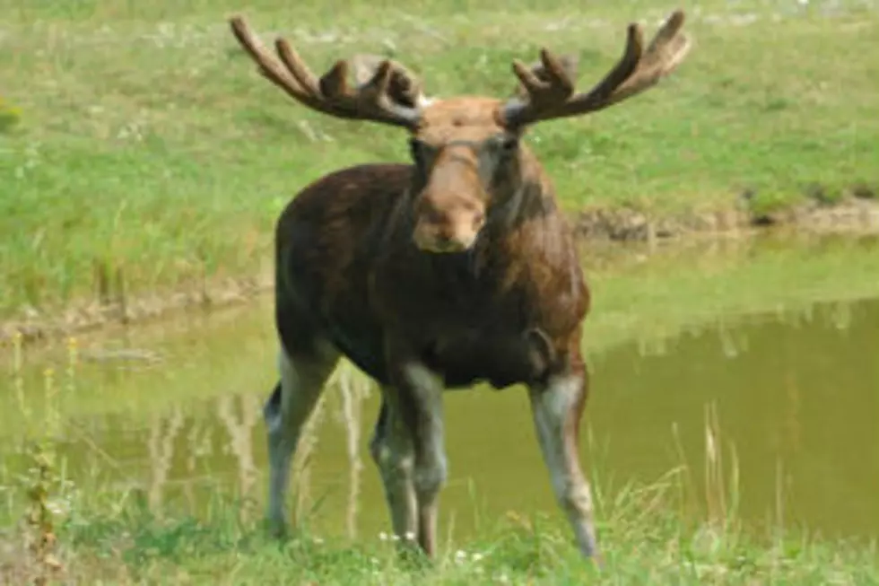 The 2016 Moose Permit Lottery is Accepting Applications