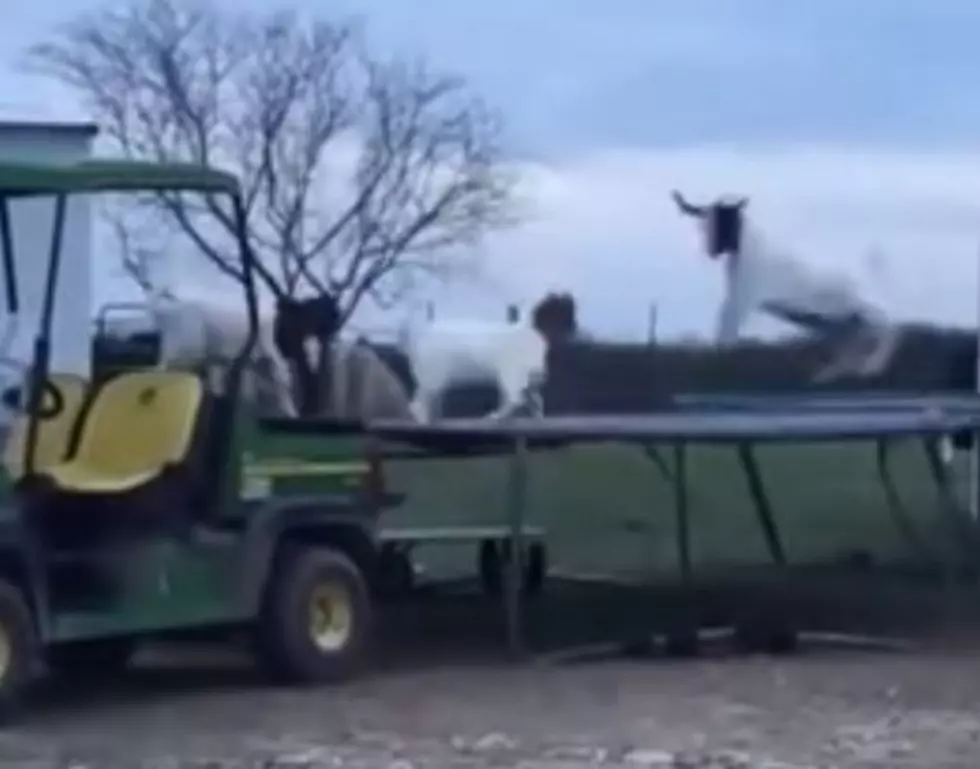 Goats Love Trampolines More Than Humans [Video]
