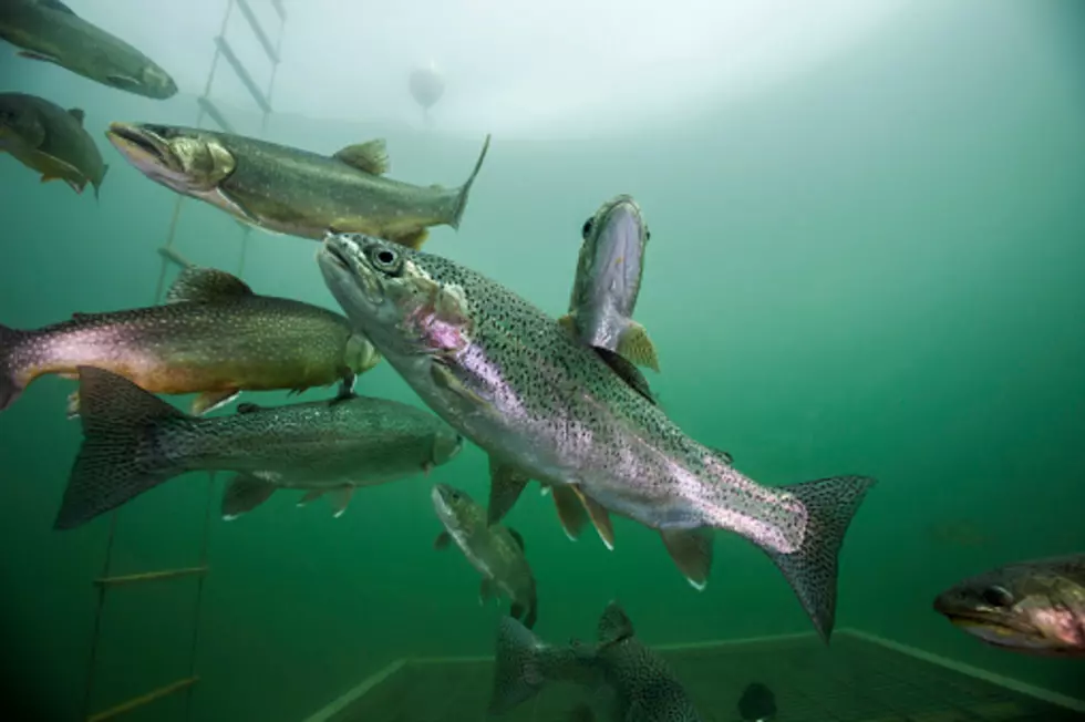 Maine Audubon Looking for Anglers for Brook Trout Survey