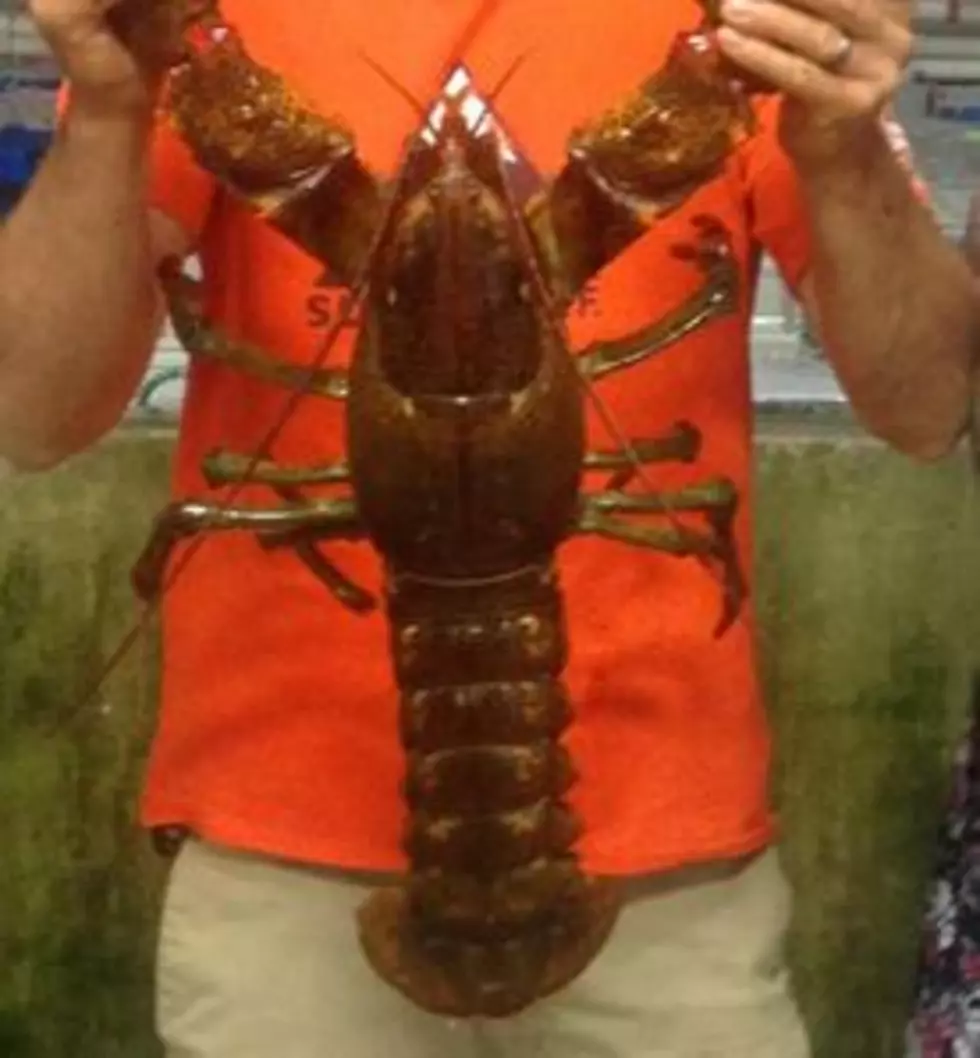 14 Pound Lobster Compared to 9 Pound Newborn in Portland [PHOTO]