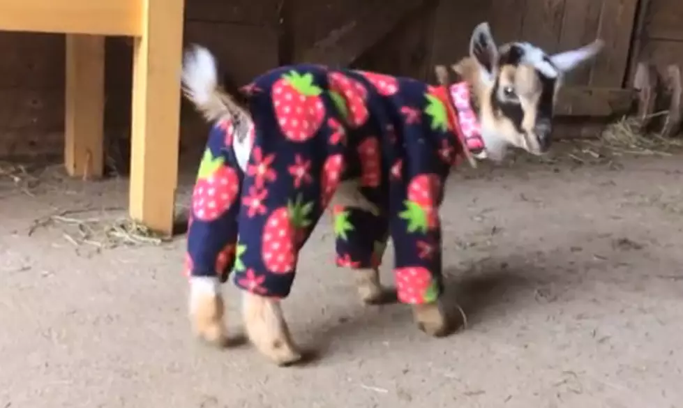 Adorable Goat Babies Prancing in Pajamas in Cumberland [VIDEO]