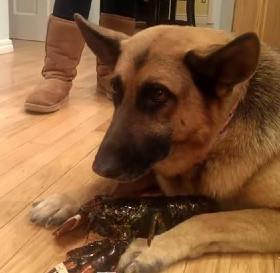 German Shepherd Protects Lobster from Being Cooked [VIDEO]