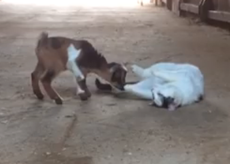 Adorable Baby Goats in Maine Meet New Cat Friend [VIDEO]
