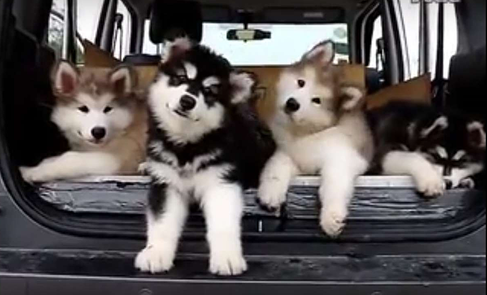 These Malamute Puppies Tilting Their Heads to Music Are Just Too Cute! [VIDEO]