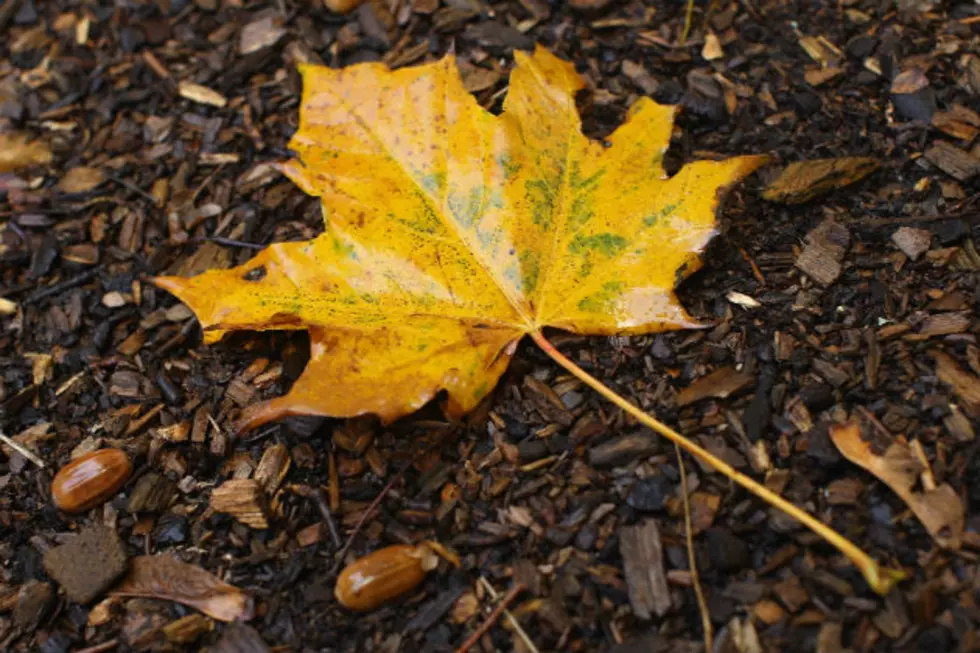 Leaf Peeping Season Off To Slow Start In Maine