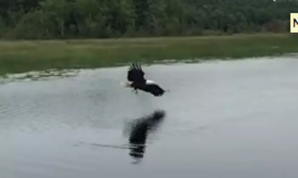 Eagle Catches Fish in Maine [VIDEO]
