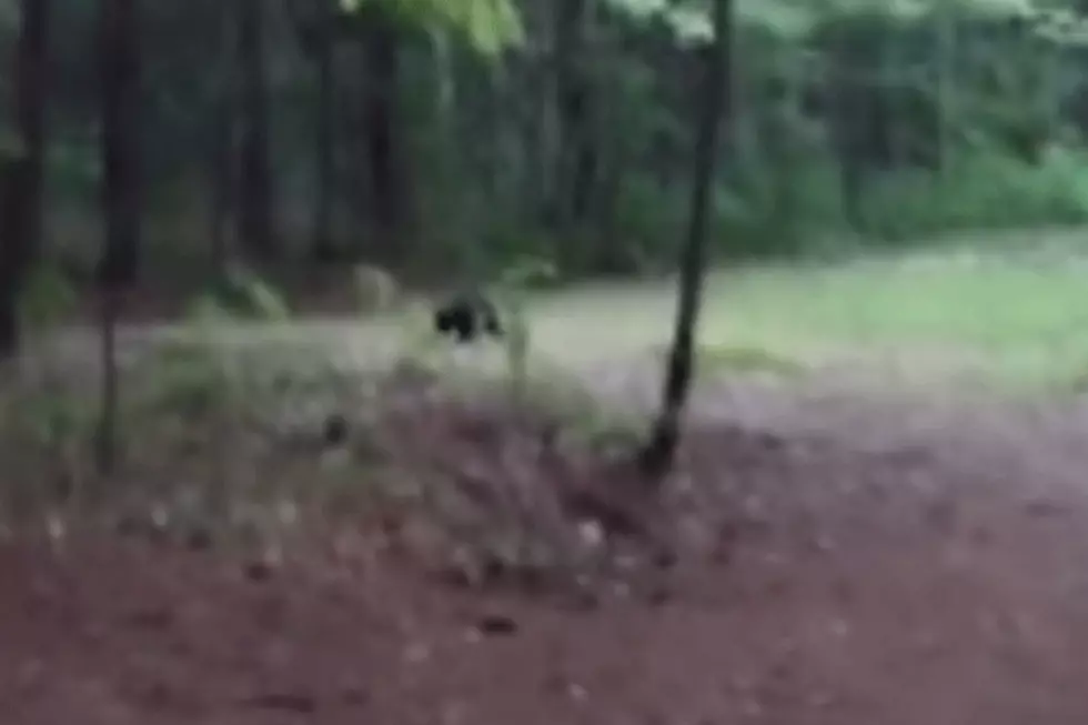 What Is This Mysterious Mammal in Maine? [VIDEO]