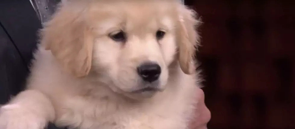 Fallon and Barrymore Take a Pup Quiz With Real Puppies! [VIDEO]