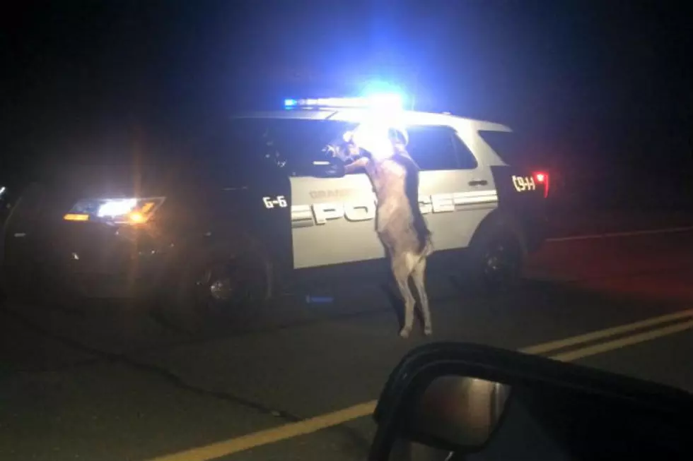 MA Police Capture Unusual Goat Photo