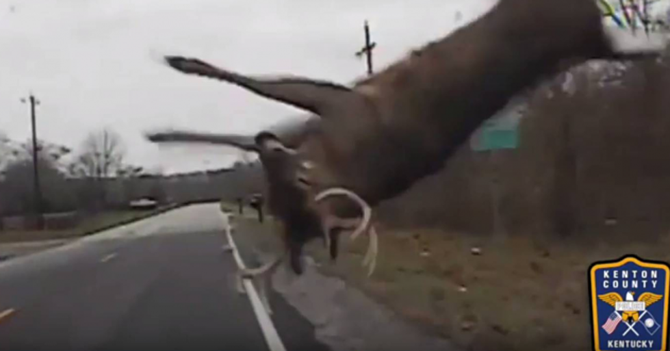 Cruiser Cam Catches Video of Deer That Goes Airborne Before Running Off [VIDEO]