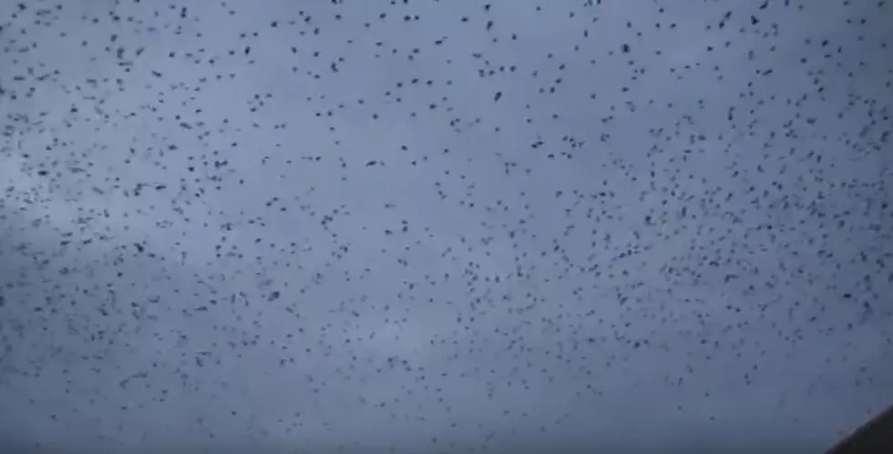 Video of Crows Looks Like Something Out Of ‘The Birds!’ [VIDEO]