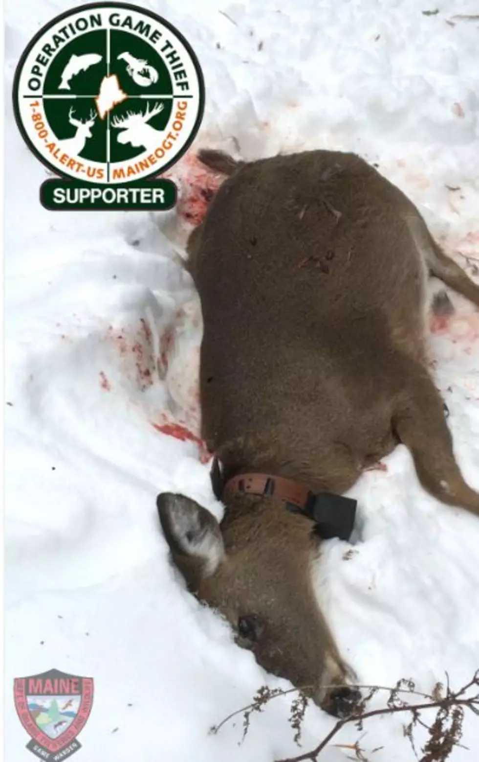Reward Offered For Information About Person Who Killed a Pregnant Doe