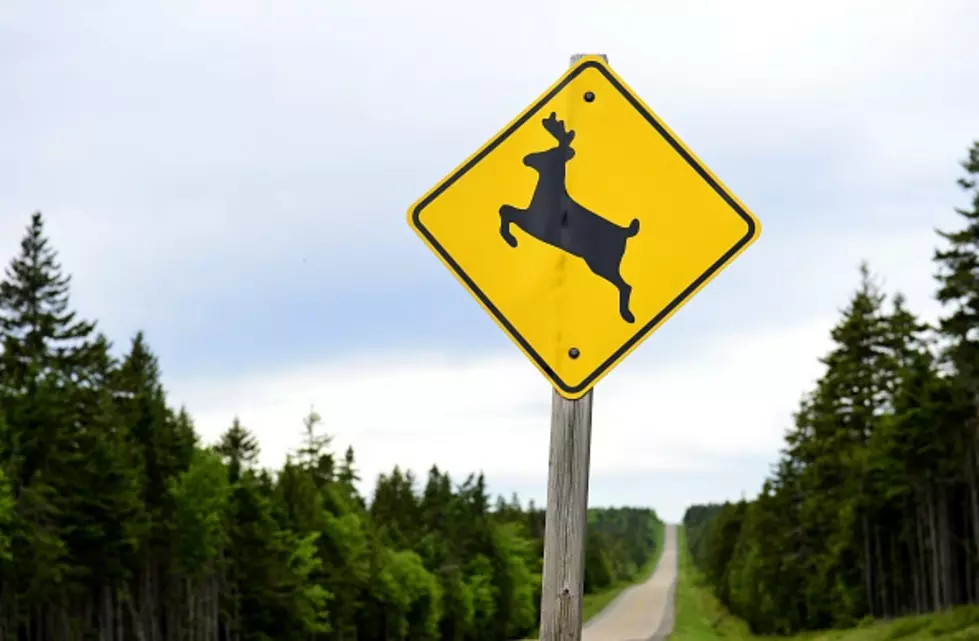 Can You Keep Road Kill That You Hit in Maine?
