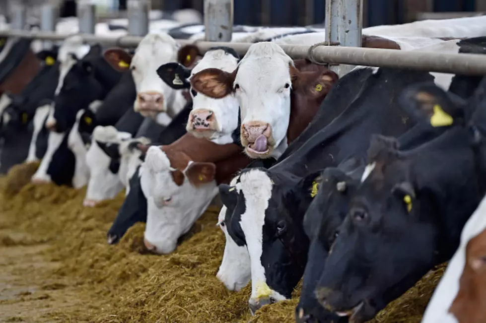 Bovine Lives Matter: Windham Police Save Some Cows