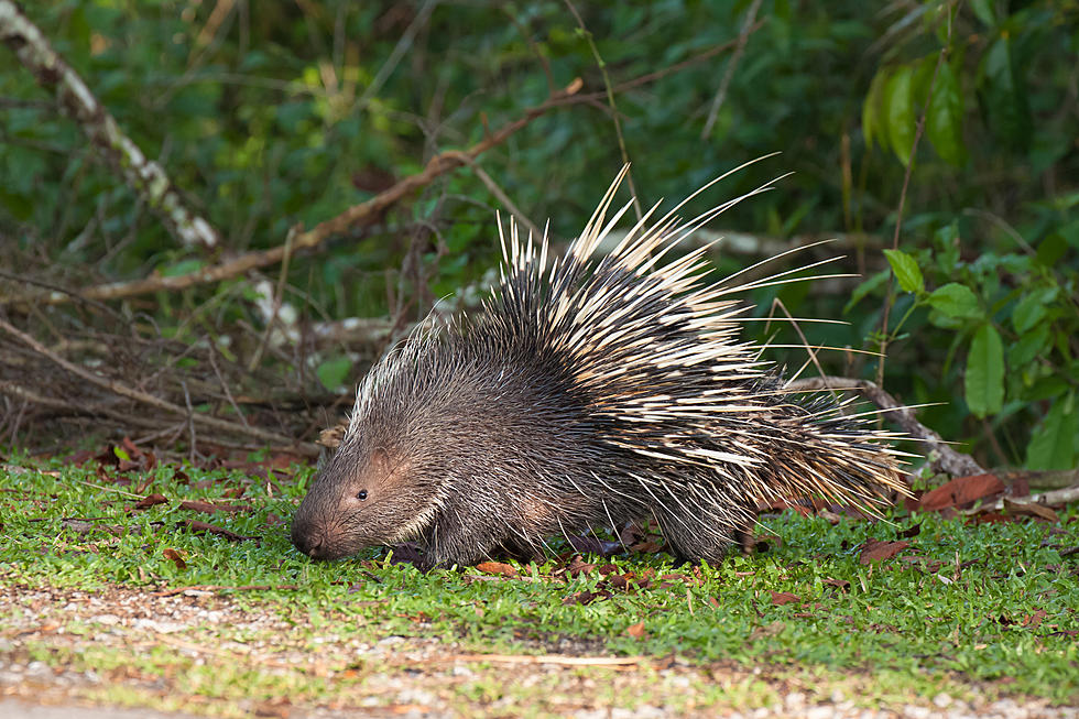 As Kids And Pets Spend More Time Outside, Keep A Look Out For Visits From Wild Animals