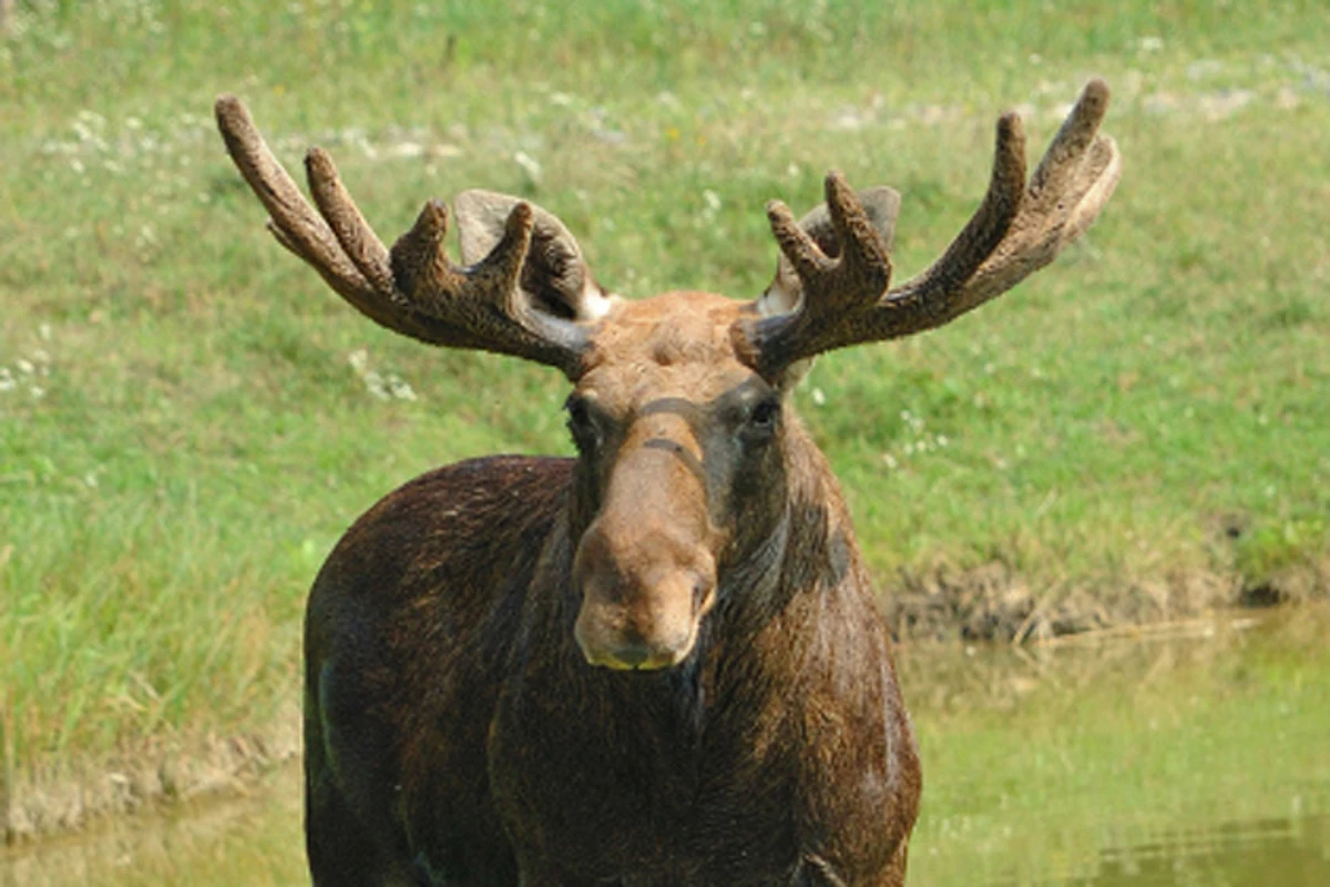 Date Set For 2020 Moose Permit Lottery Drawing