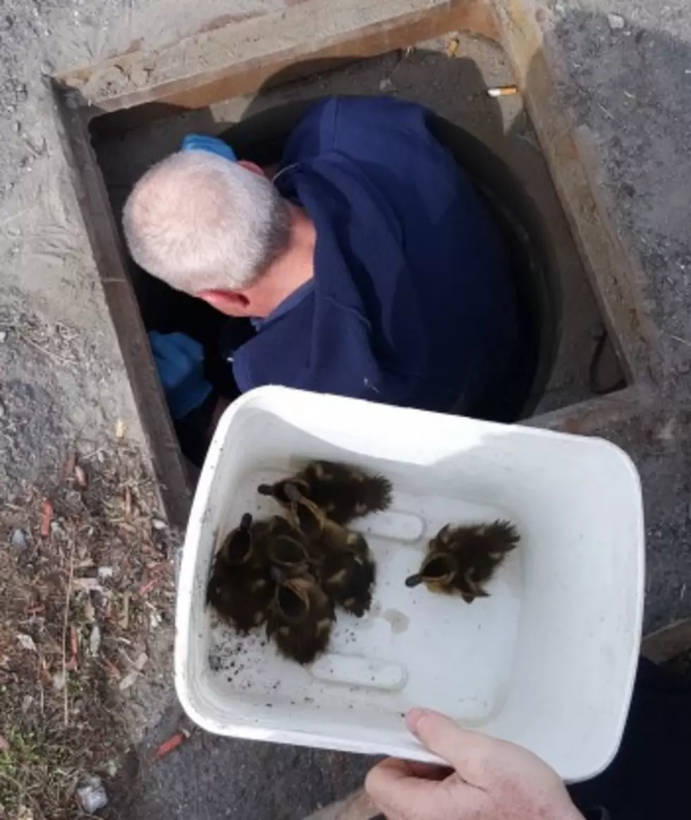 Bangor Fire Department Saves Ducklings From a Storm Drain