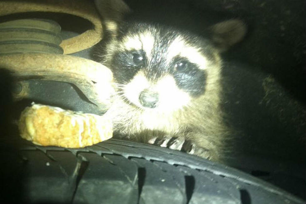 Baby Raccoon Refuses To Leave Wheel Well, Belfast Police Respond