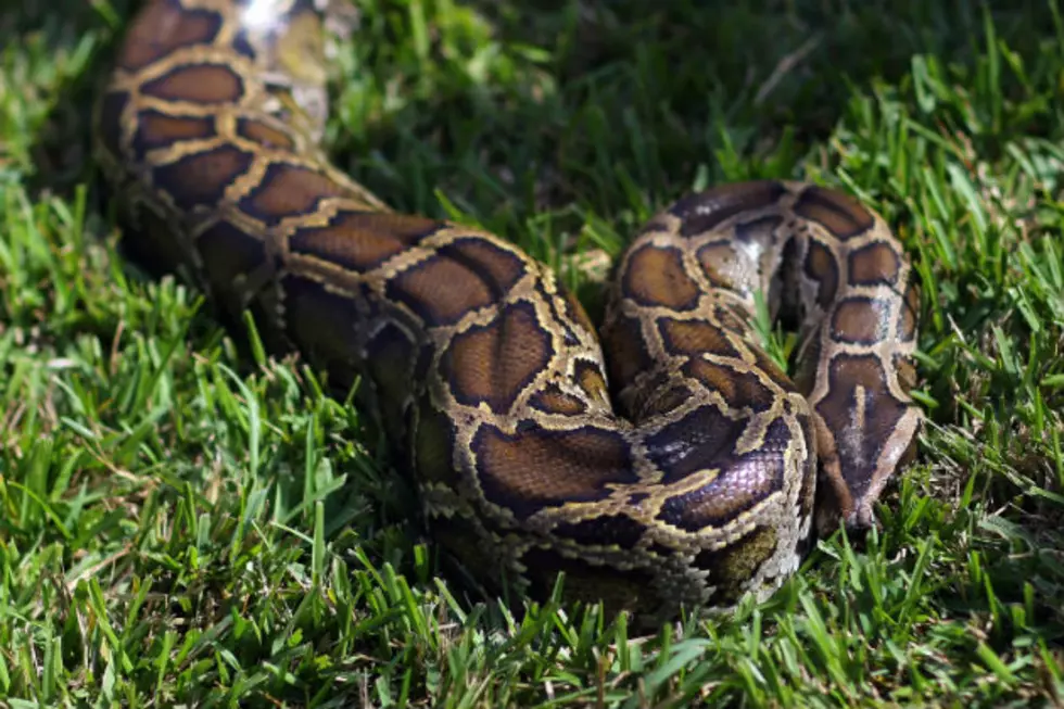 Large Snake in Westbrook Swallows Animal, Possibly a Beaver