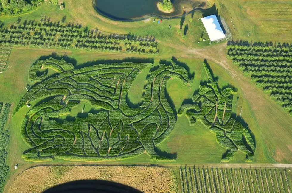 Pumpkins, Apples + Corn Maze At Treworgy Family Orchards