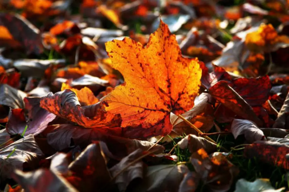 Bangor Leaf Collection Beginning Soon