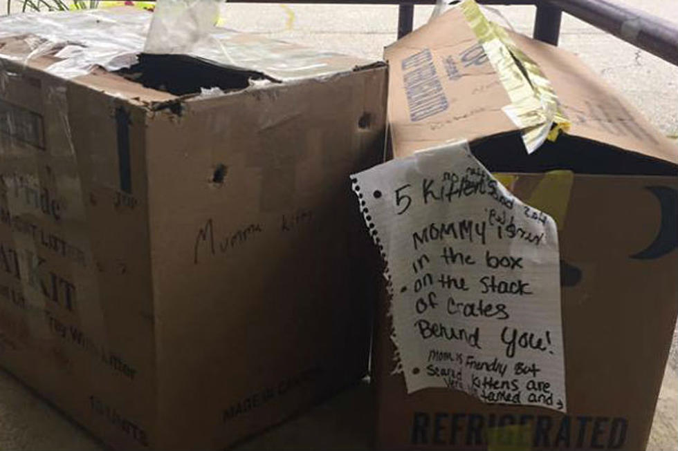 Five Kittens Left In Boxes Outside Augusta Animal Shelter Go Missing