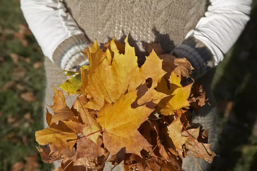 When Does Fall Leaf Collection Start In Bangor?