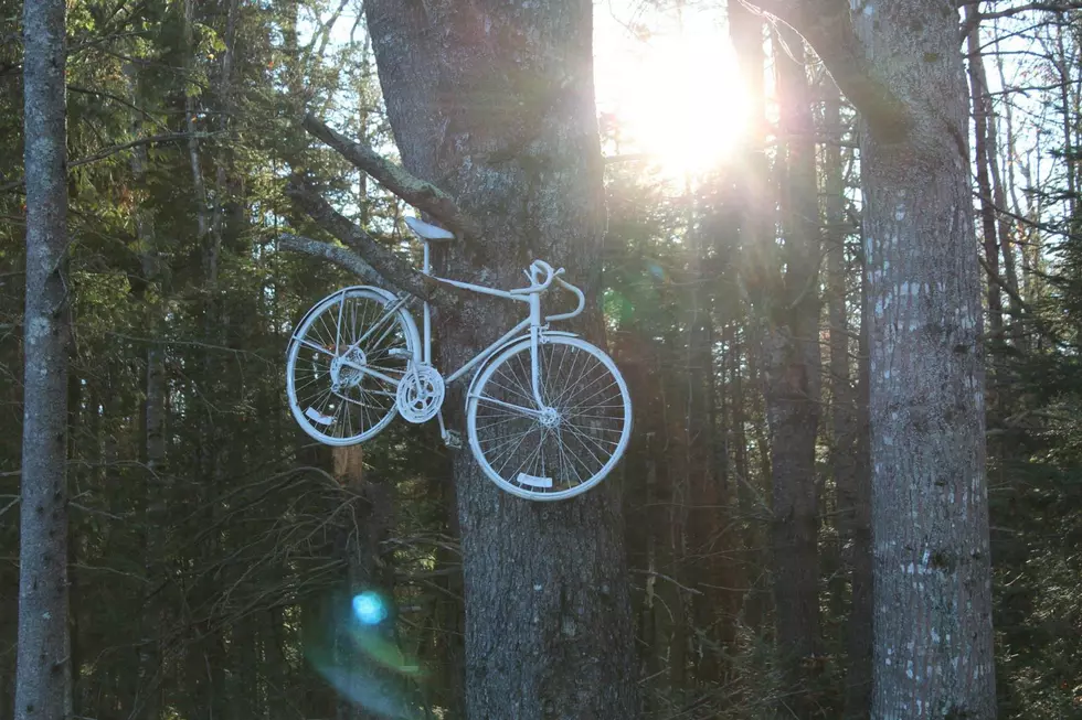 Have You Seen The Ghost Bikes in The Trees of Bradford? [PHOTOS]