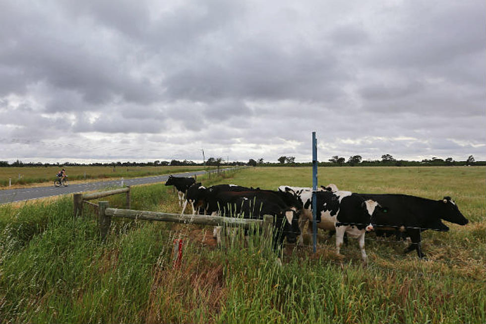 Dairy Farm Vandals Set 100’s Of Cows Loose In Clinton