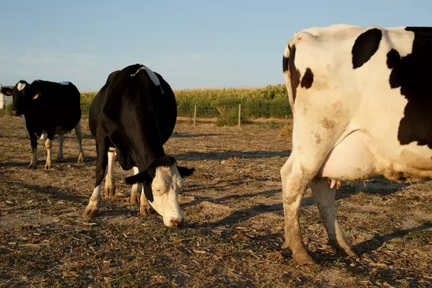 Dairy Farm Vandals Set 100&#8217;s Of Cows Loose In Clinton
