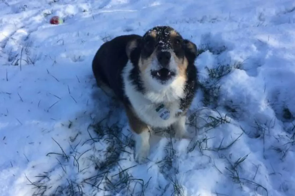Stephen King Shares Photo of his Dog Enjoying the First Snow [PHOTO]