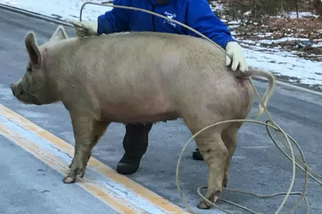 A Large Pig Kept Berwick Police Busy On Sunday