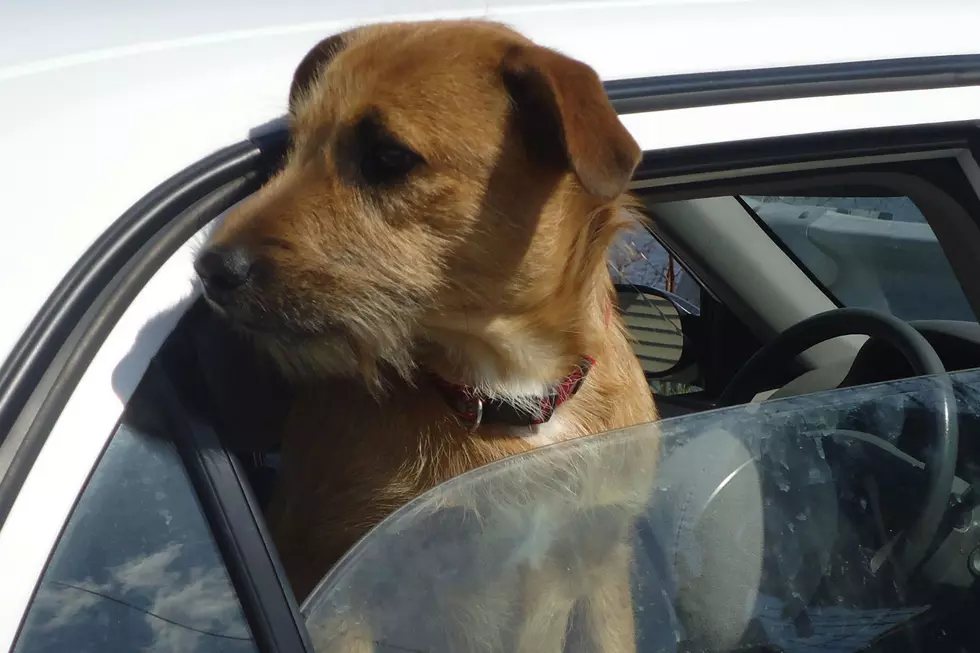 Legislator Will Not Pursue Bill That Requires Restraint Of Dogs In Cars