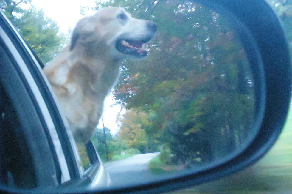 Should Maine Restrict How Dogs Ride In Cars? [POLL]