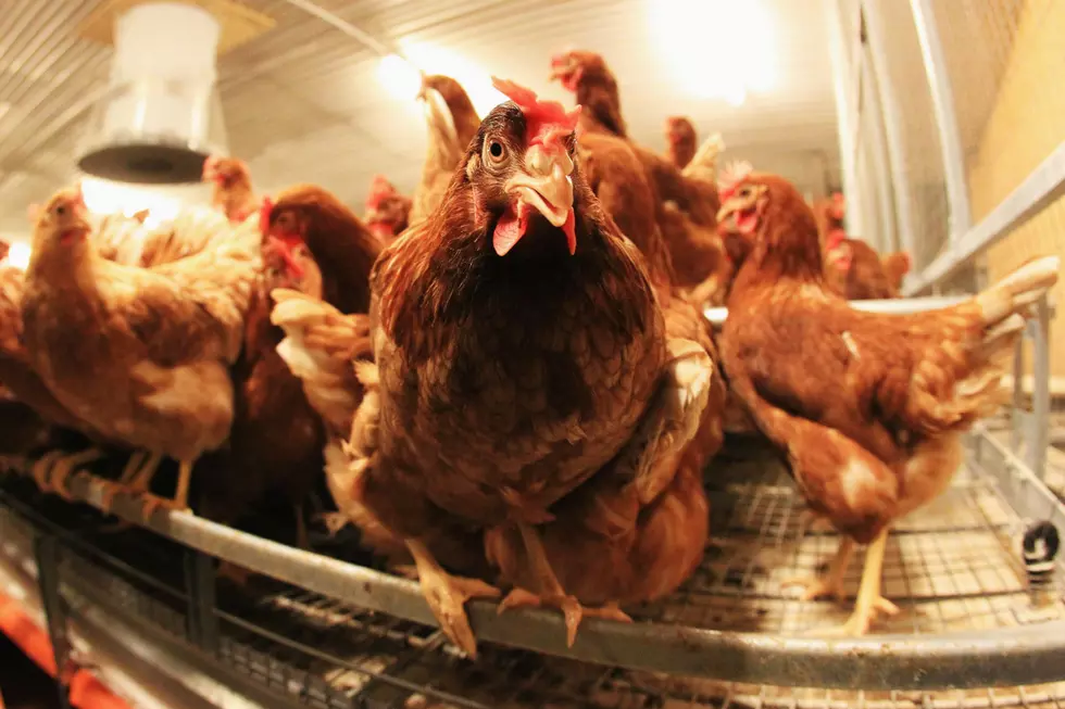 Maine Might Become The Next State to Require Cage-Free Eggs