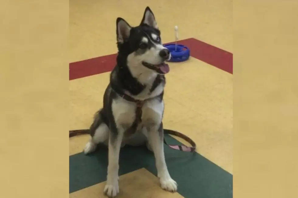 The Case Of Dakota The Husky In Front Of A Judge Today