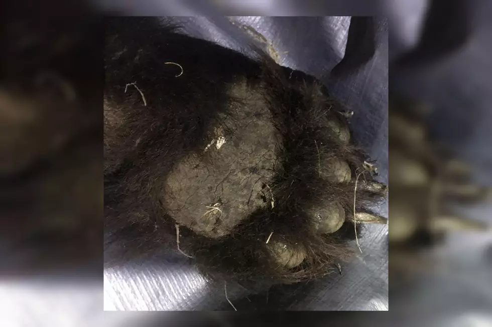 250-Pound Black Bear Killed By Car In Wells