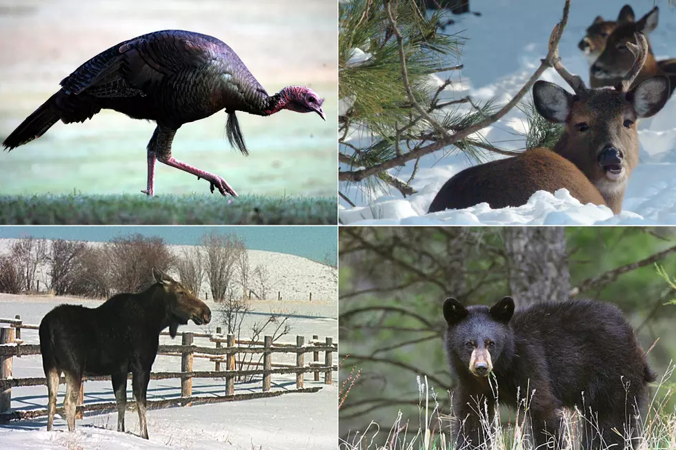 Which One Of These Game Animals Is Hardest To Hunt In Maine?