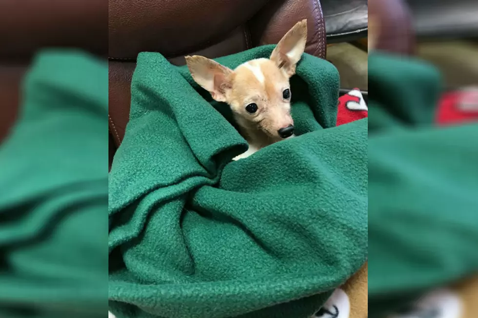 Maine Animal Shelter Cares For Chihuahua That Was &#8216;Thrown Out With The Trash&#8217;