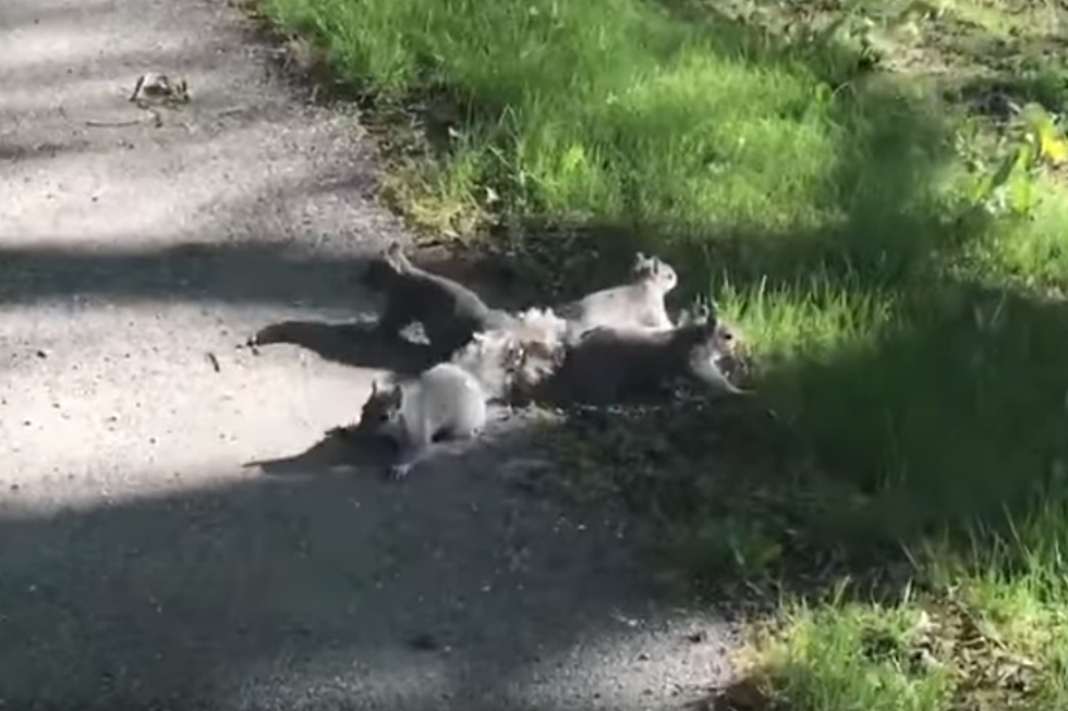 [VIDEO] Bangor Man Rescues Four Squirrels With Tails Tangled Together