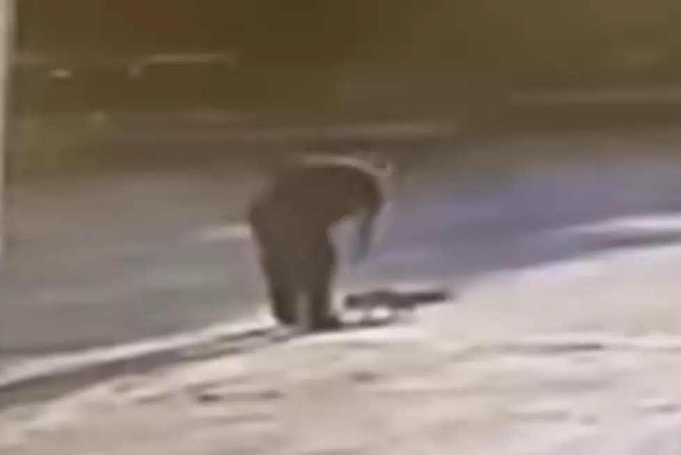 [VIDEO] Possible Rabid Fox Attacks Man In Topsham