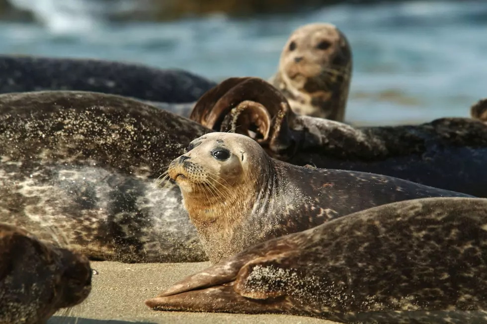 This Year&#8217;s High Number Of Seal Fatalities Found To Be Distemper