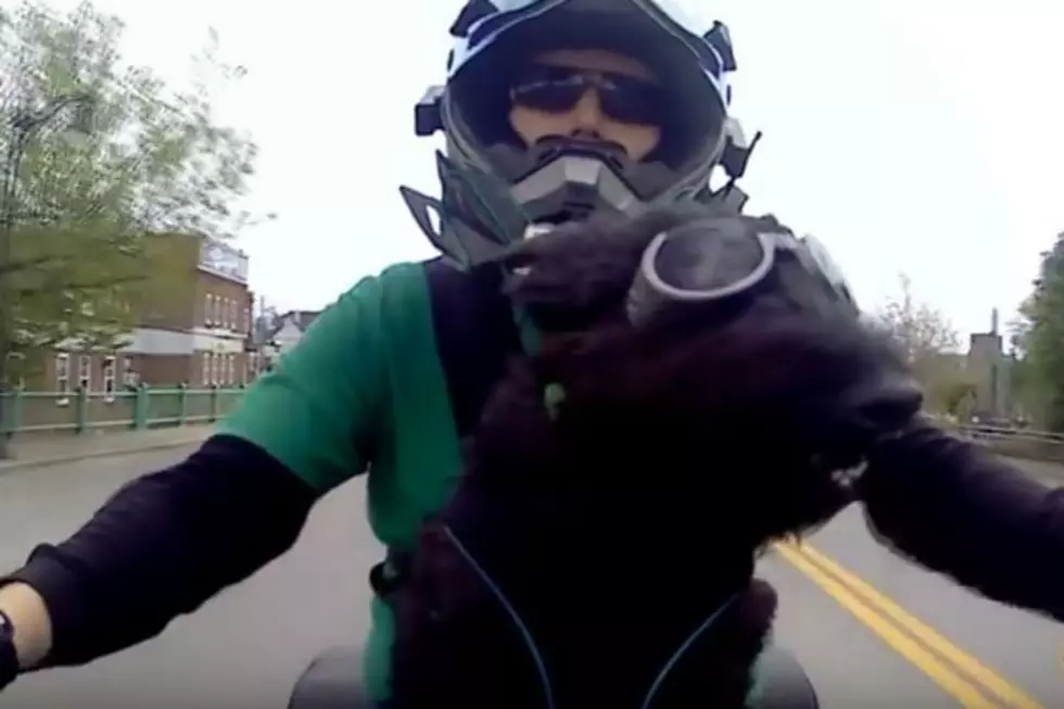 Scottie Dog In Goggles Rides Motorcycle Around Bangor [VIDEO]