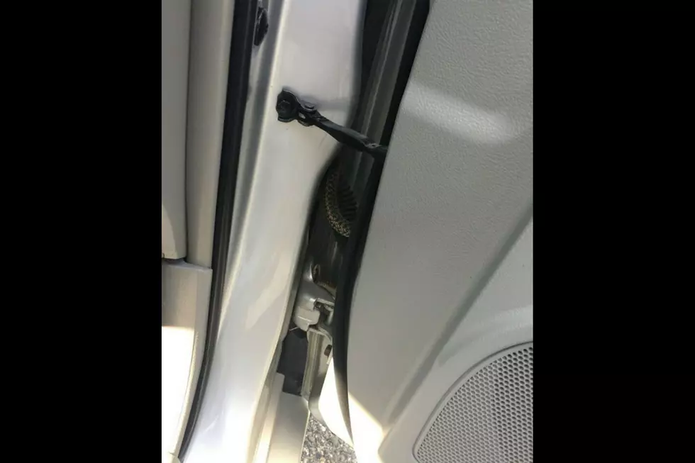 Auburn Police Assist Driver Who Found Snake In Car