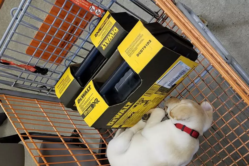 Puppy Found Resting Among Stolen Items In Shopping Cart