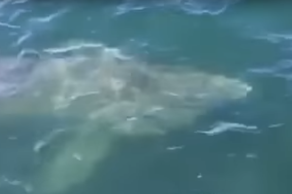 Video Reportedly Shows Large Shark Swimming Off Scarborough Beach